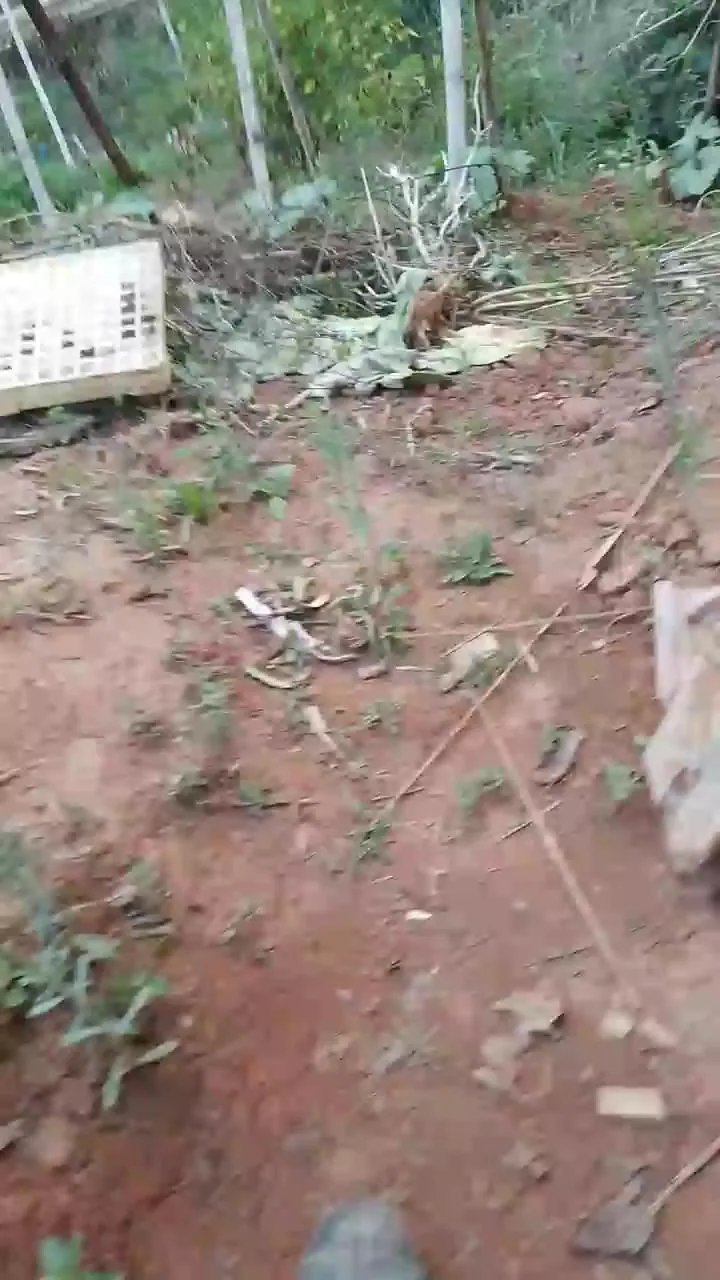 Offline Daddy_capixaba on Cam4