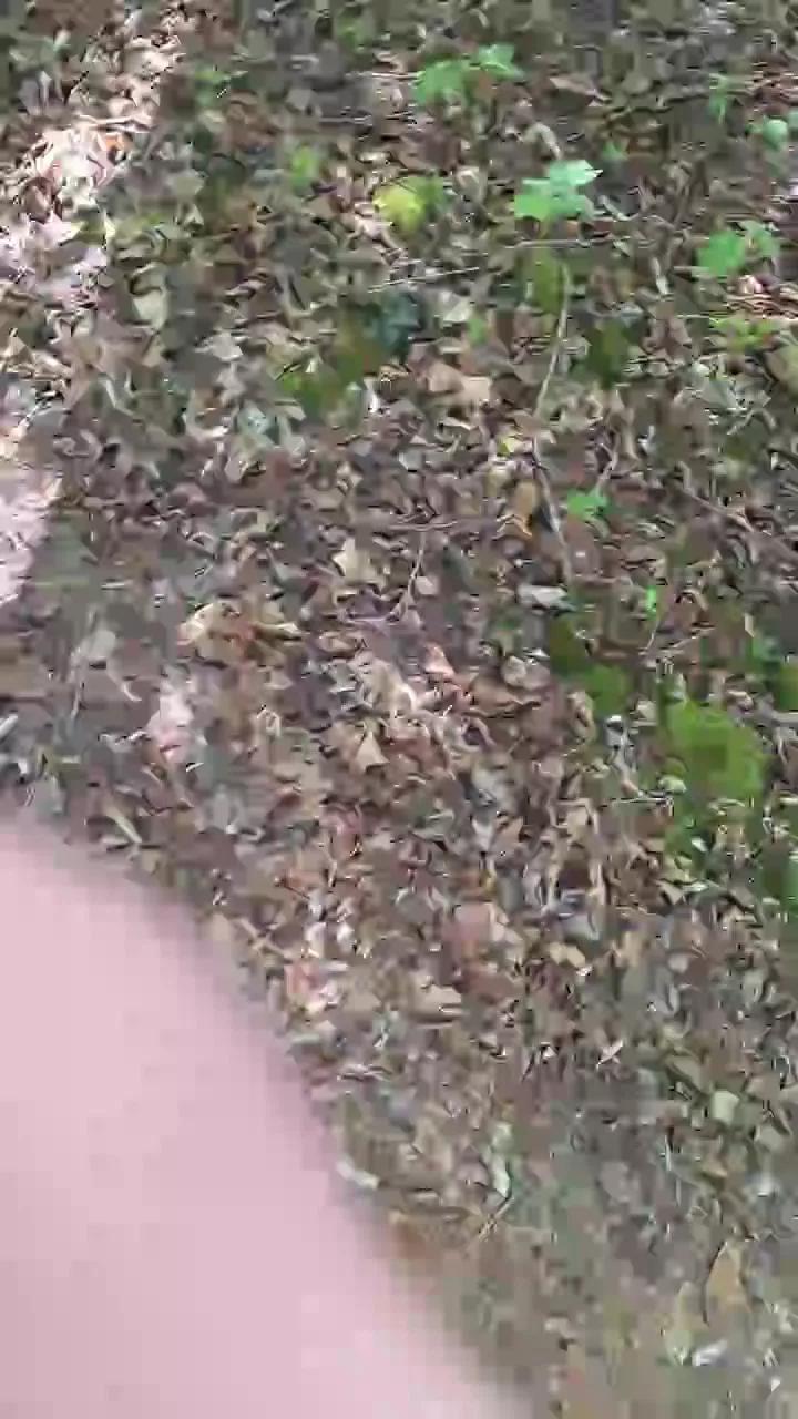 widder35 from Cam4