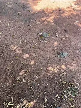 Freechat Black-mamba-madingo on StripChat